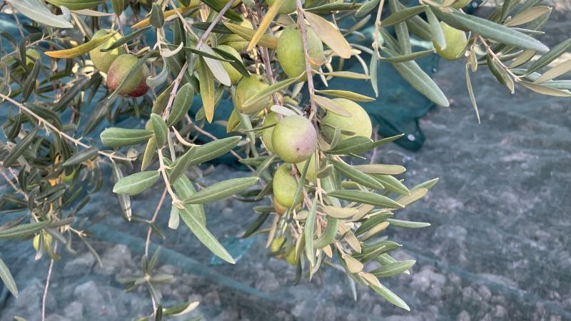 OlivenölSeminar_Agrestis_800_450